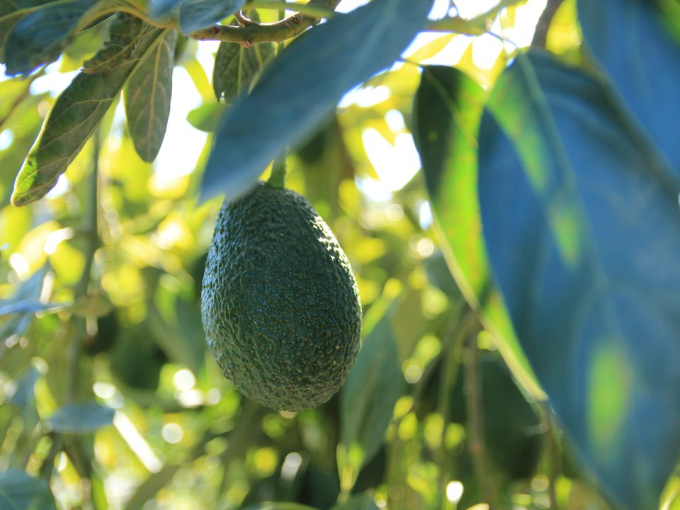 Vídeo corporativo Tropical Milenium